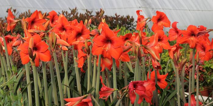 Hippeastrum rutilum_jaro