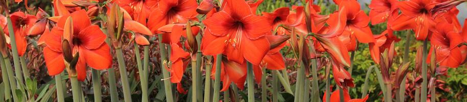 Hippeastrum rutilum_jaro