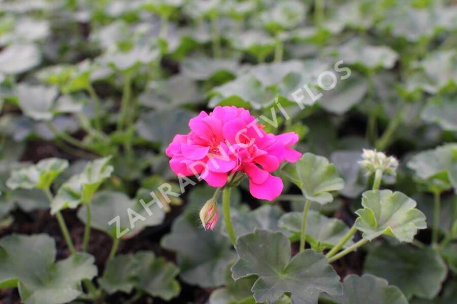 Muškát, pelargonie převislá jednoduchá 'Atlantic Candy' - Pelargonium peltatum 'Atlantic Candy'