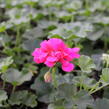 Muškát, pelargonie převislá jednoduchá 'Atlantic Candy' - Pelargonium peltatum 'Atlantic Candy'