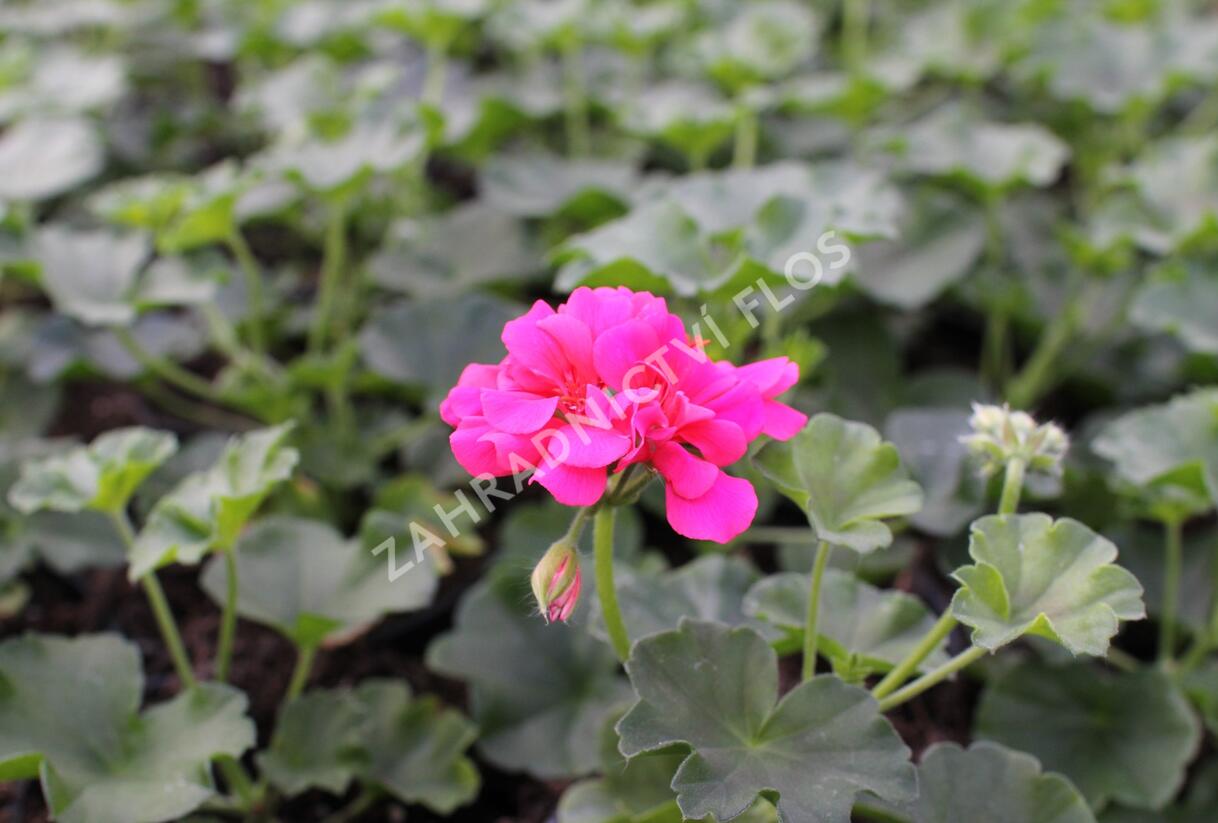 Muškát, pelargonie převislá plnokvětá 'Atlantic Candy' - Pelargonium peltatum 'Atlantic Candy'