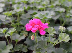 Muškát, pelargonie převislá plnokvětá 'Atlantic Candy' - Pelargonium peltatum 'Atlantic Candy'