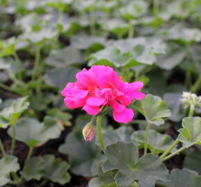 Muškát, pelargonie převislá jednoduchá 'Atlantic Candy' - Pelargonium peltatum 'Atlantic Candy'