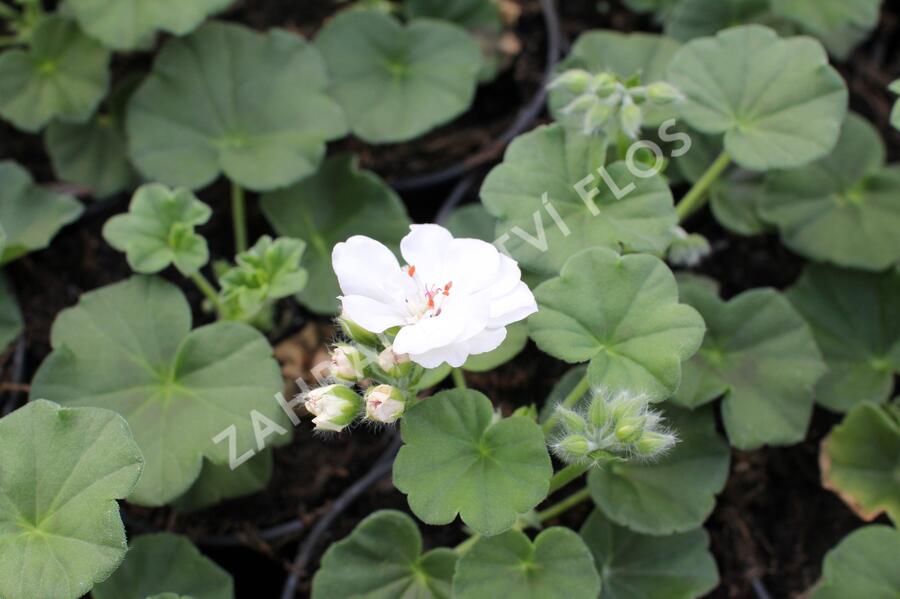 Muškát, pelargonie převislá plnokvětá 'Atlantic White' - Pelargonium peltatum 'Atlantic White'