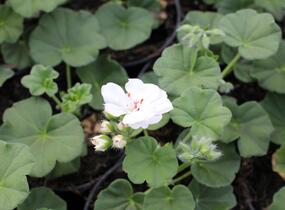 Muškát, pelargonie převislá plnokvětá 'Atlantic White' - Pelargonium peltatum 'Atlantic White'
