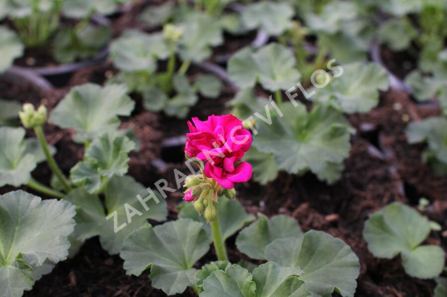 Muškát, pelargonie páskatá 'Savannah Violet' - Pelargonium zonale 'Savannah Violet'