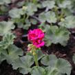 Muškát, pelargonie páskatá 'Savannah Violet' - Pelargonium zonale 'Savannah Violet'