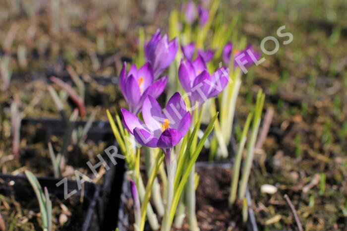 Krokus, šafrán Tommasiniho 'Ruby Giant' - Crocus tommasinianus 'Ruby Giant'