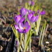 Krokus, šafrán Tommasiniho 'Ruby Giant' - Crocus tommasinianus 'Ruby Giant'