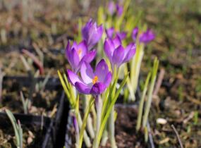 Krokus, šafrán Tommasiniho 'Ruby Giant' - Crocus tommasinianus 'Ruby Giant'