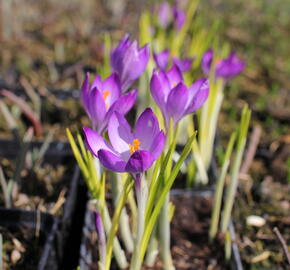 Krokus, šafrán Tommasiniho 'Ruby Giant' - Crocus tommasinianus 'Ruby Giant'