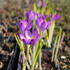 krokus-safran-tommasiniho-ruby-giant.jpg