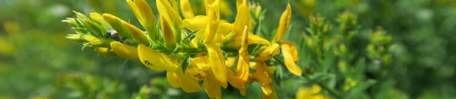 Genista lydia