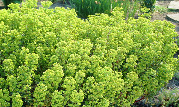 Euphorbia-x-martinii-'Kolibri'