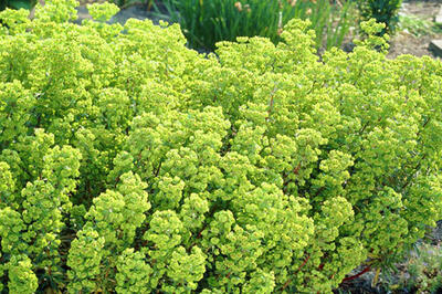 Euphorbia-x-martinii-'Kolibri'