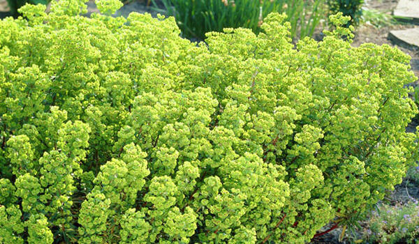 Euphorbia-x-martinii-'Kolibri'