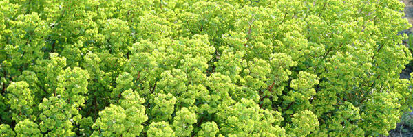 Euphorbia-x-martinii-'Kolibri'