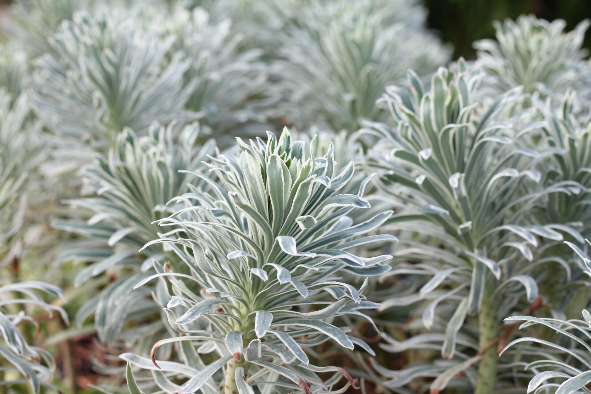 Euphorbia ''Glacier Blue'' 01