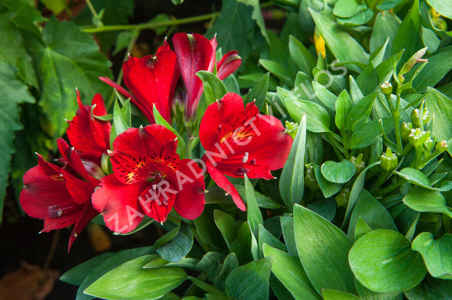 Alstromérie, boubelka 'Inticancha Doba' - Alstroemeria hybrida 'Inticancha Doba'