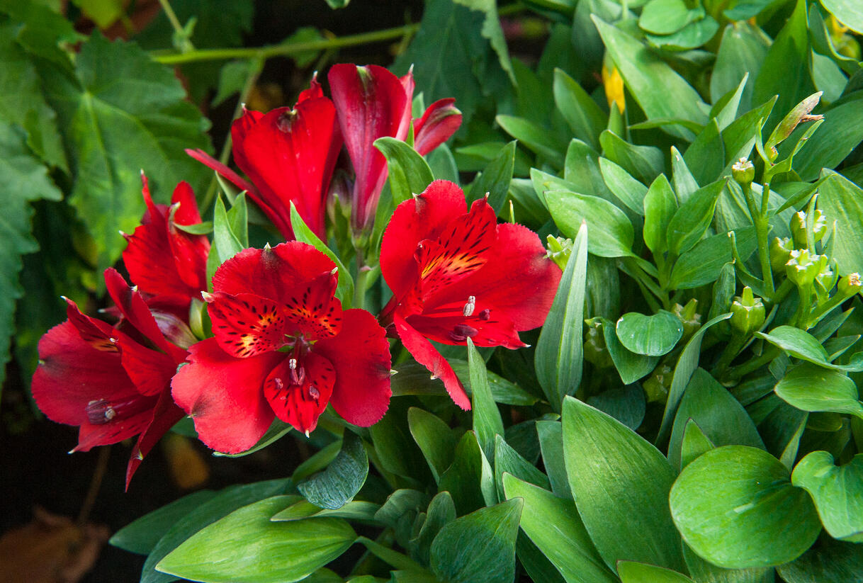 Alstromérie, boubelka 'Inticancha Doba' - Alstroemeria hybrida 'Inticancha Doba'