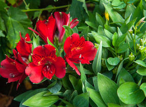 Alstromérie, boubelka 'Inticancha Doba' - Alstroemeria hybrida 'Inticancha Doba'