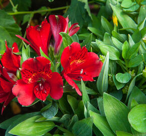 Alstromérie, boubelka 'Inticancha Doba' - Alstroemeria hybrida 'Inticancha Doba'