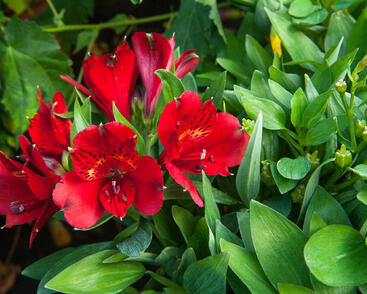Alstromérie, boubelka 'Inticancha Doba'