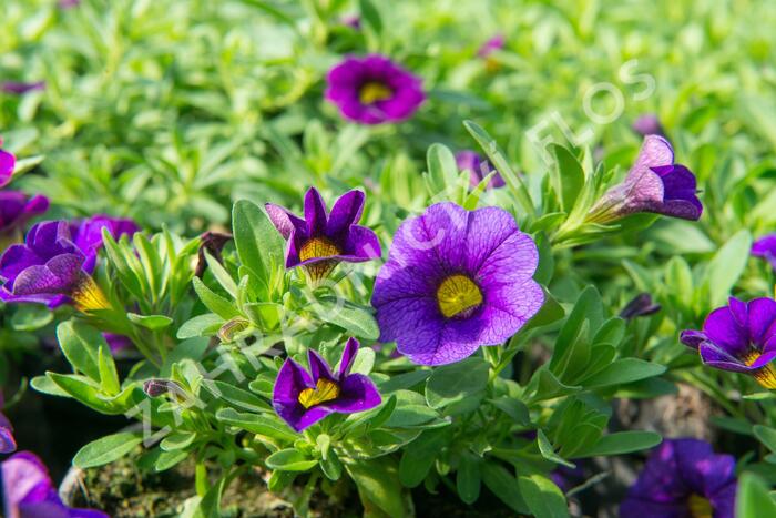 Minipetúnie, Million Bells 'Calita Dark Blue' - Calibrachoa hybrida 'Calita Dark Blue'