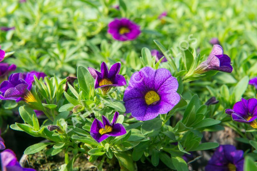 Minipetúnie, Million Bells 'Calita Dark Blue' - Calibrachoa hybrida 'Calita Dark Blue'