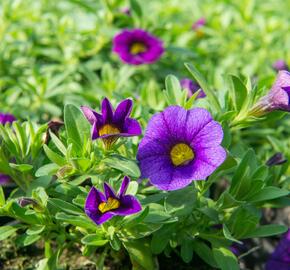 Minipetúnie, Million Bells 'Calita Dark Blue' - Calibrachoa hybrida 'Calita Dark Blue'