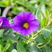 Minipetúnie, Million Bells 'Calita Dark Blue' - Calibrachoa hybrida 'Calita Dark Blue'