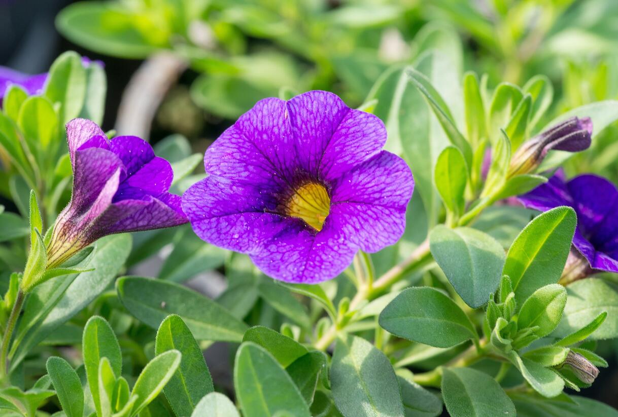 Minipetúnie, Million Bells 'Calita Dark Blue' - Calibrachoa hybrida 'Calita Dark Blue'