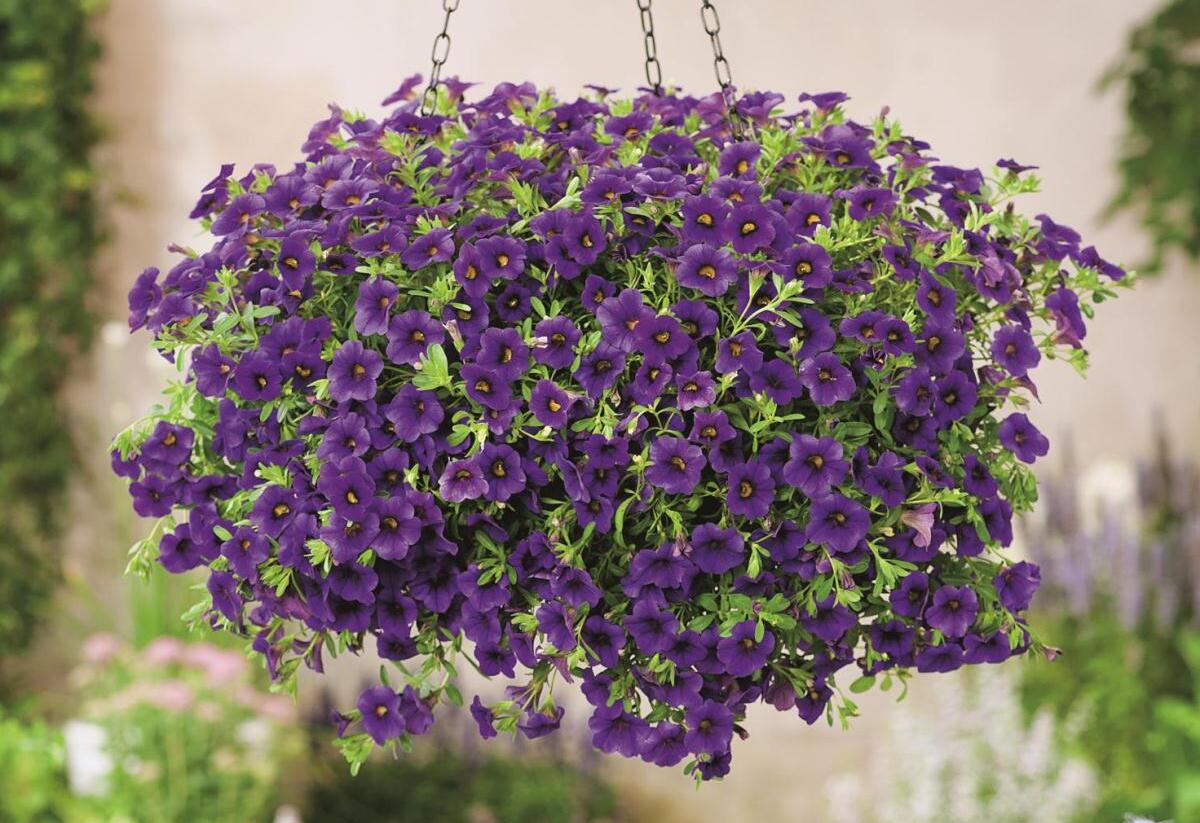 Minipetúnie, Million Bells 'Calita Dark Blue' - Calibrachoa hybrida 'Calita Dark Blue'