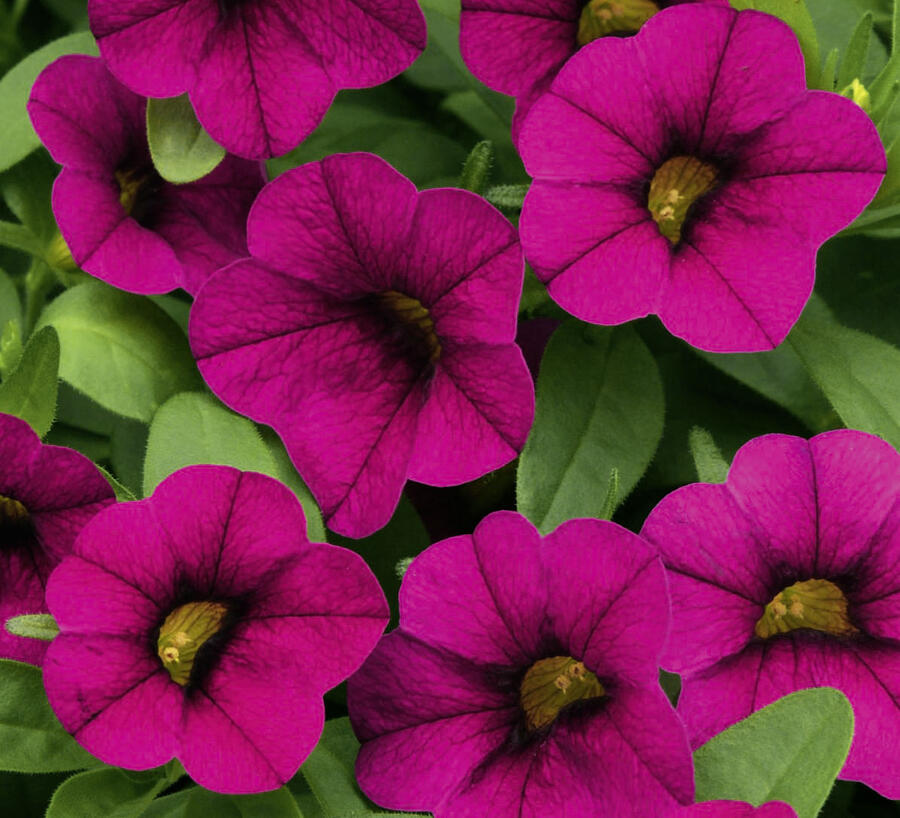 Minipetúnie, Million Bells 'Calita Velvet' - Calibrachoa hybrida 'Calita Velvet'