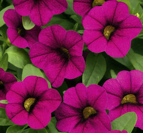 Minipetúnie, Million Bells 'Calita Velvet' - Calibrachoa hybrida 'Calita Velvet'