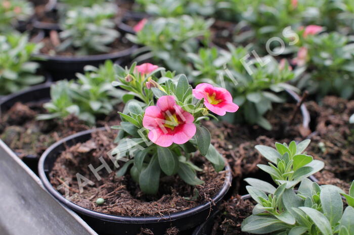 Minipetúnie, Million Bells 'Aloha Kona Tiki Strawberry' - Calibrachoa hybrid 'Aloha Kona Tiki Strawberry'