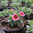Minipetúnie, Million Bells 'Aloha Kona Tiki Strawberry' - Calibrachoa hybrid 'Aloha Kona Tiki Strawberry'