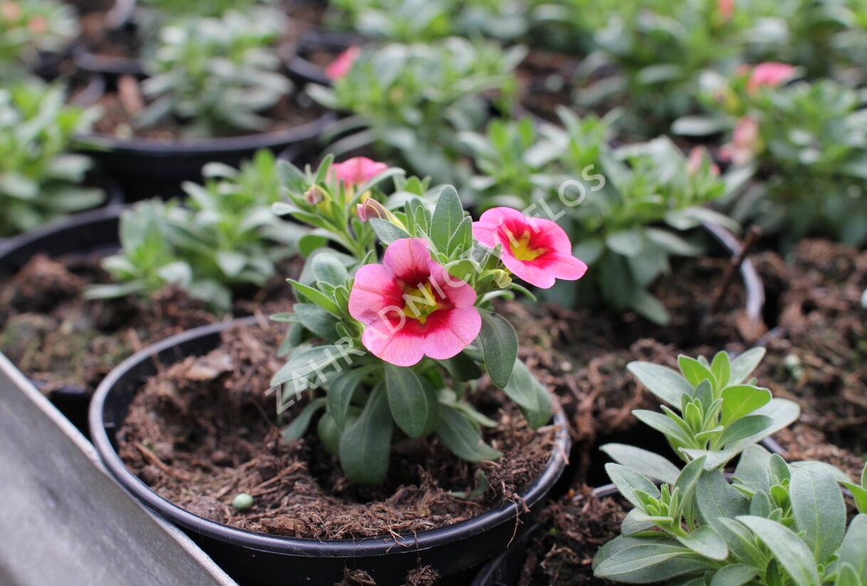 Minipetúnie, Million Bells 'Aloha Kona Tiki Strawberry' - Calibrachoa hybrid 'Aloha Kona Tiki Strawberry'