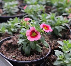 Minipetúnie, Million Bells 'Aloha Kona Tiki Strawberry' - Calibrachoa hybrid 'Aloha Kona Tiki Strawberry'