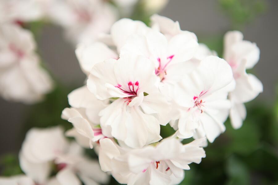 Muškát, pelargonie páskatá 'Savannah White Splash' - Pelargonium zonale 'Savannah White Splash'