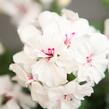 Muškát, pelargonie páskatá 'Savannah White Splash' - Pelargonium zonale 'Savannah White Splash'