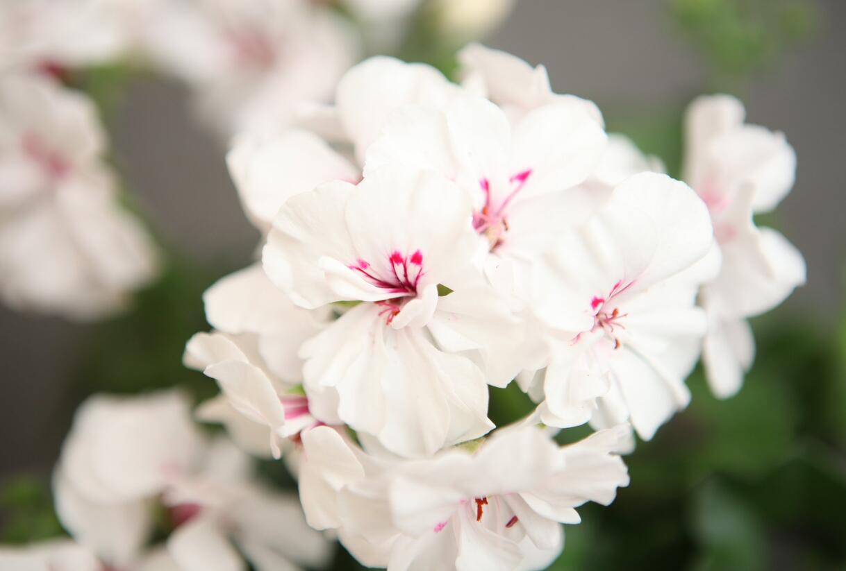 Muškát, pelargonie páskatá 'Savannah White Splash' - Pelargonium zonale 'Savannah White Splash'