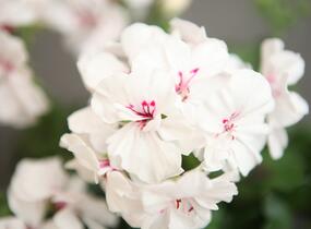 Muškát, pelargonie páskatá 'Savannah White Splash' - Pelargonium zonale 'Savannah White Splash'