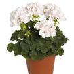 Muškát, pelargonie páskatá 'Savannah White Splash' - Pelargonium zonale 'Savannah White Splash'