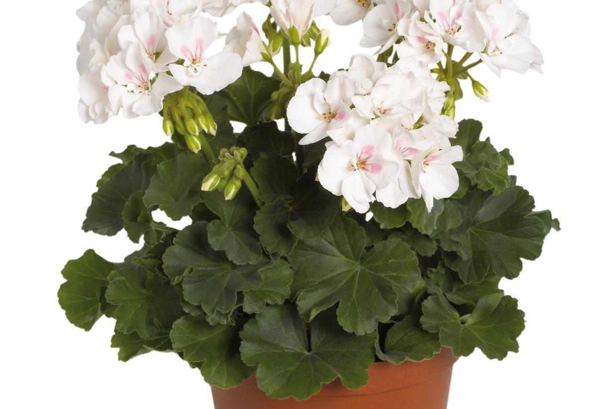 Muškát, pelargonie páskatá 'Savannah White Splash' - Pelargonium zonale 'Savannah White Splash'