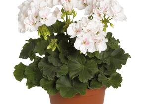 Muškát, pelargonie páskatá 'Savannah White Splash' - Pelargonium zonale 'Savannah White Splash'