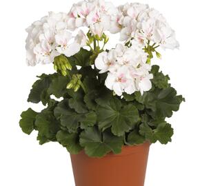 Muškát, pelargonie páskatá 'Savannah White Splash' - Pelargonium zonale 'Savannah White Splash'