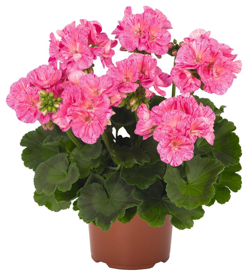 Muškát, pelargonie páskatá 'Survivor Idols Pink Batik' - Pelargonium zonale 'Survivor Idols Pink Batik'