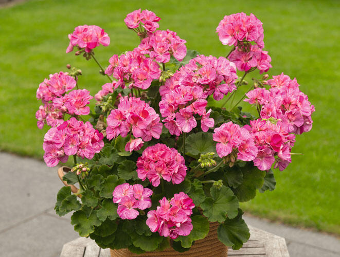 Muškát, pelargonie páskatá 'Survivor Idols Pink Batik' - Pelargonium zonale 'Survivor Idols Pink Batik'