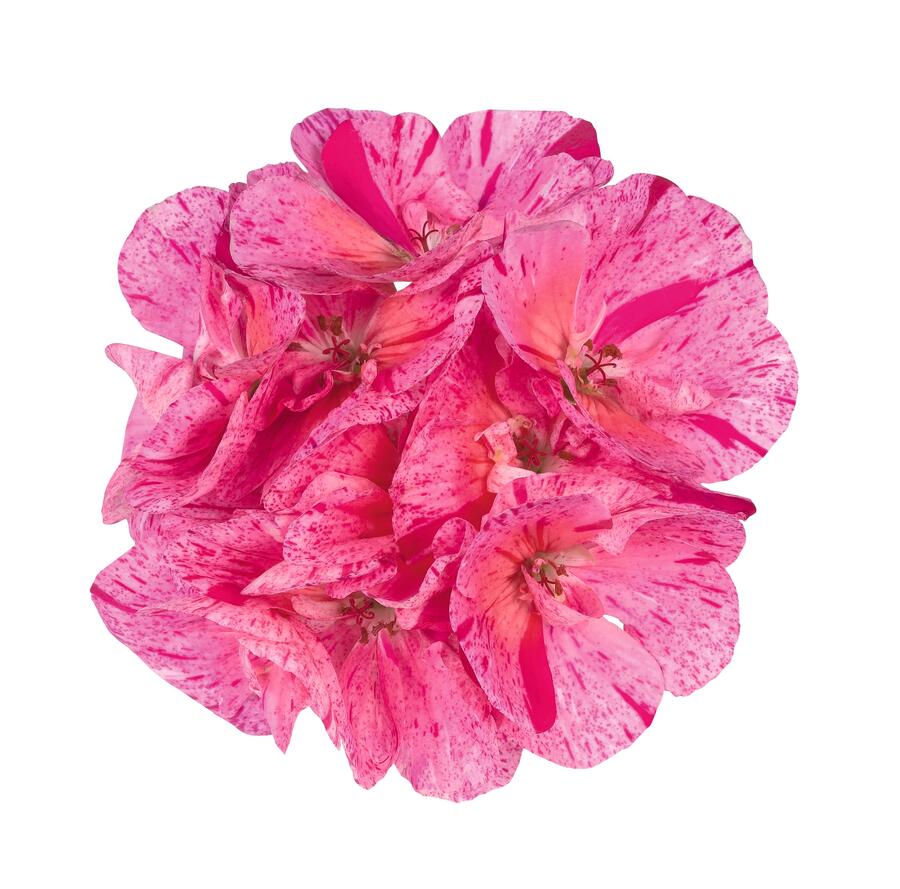 Muškát, pelargonie páskatá 'Survivor Idols Pink Batik' - Pelargonium zonale 'Survivor Idols Pink Batik'